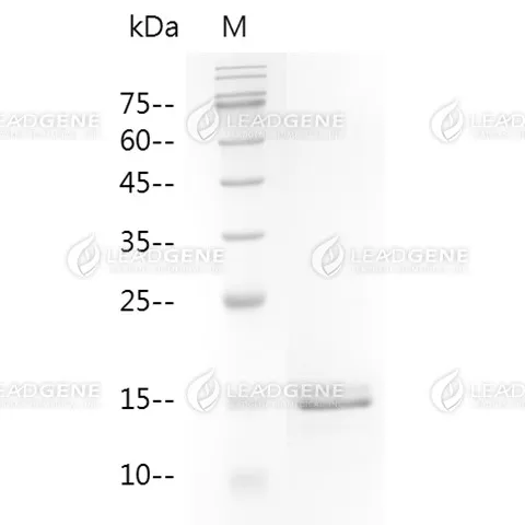 LeadGMP® Human Activin A Protein, Tag Free, E. coli