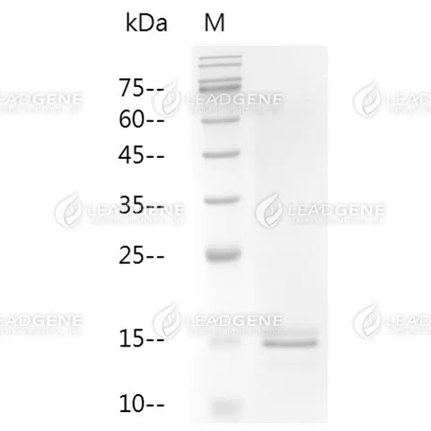 Human Activin A, Tag Free, E. coli