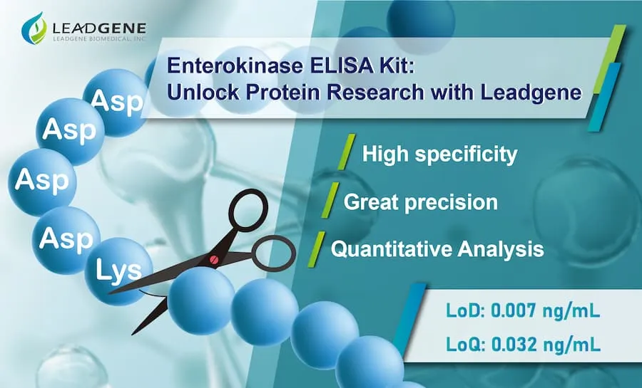 Enterokinase cleaves fusion proteins by recognizing the -(Asp)4 Lys sequence.