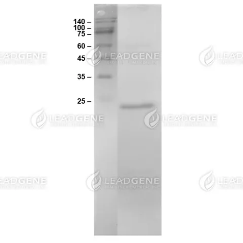 HIV-1 Capsid Protein p24, His Tag, E. coli