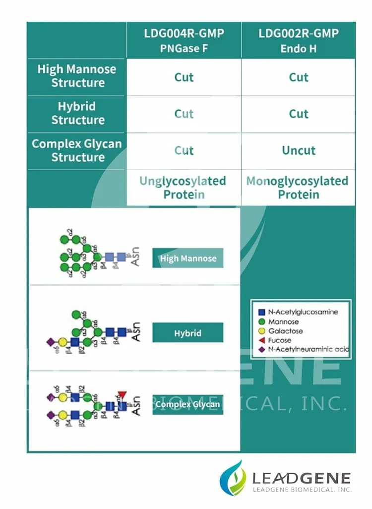 PNGase F cleaves high mannose, hybrid-type and complex structure glycans.