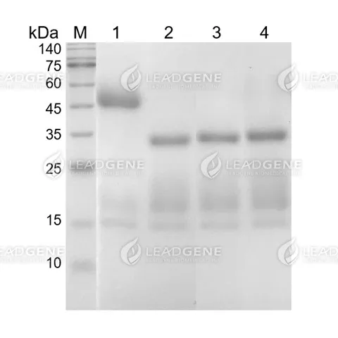 SUMO-Specific Protease 2 (SENP2)