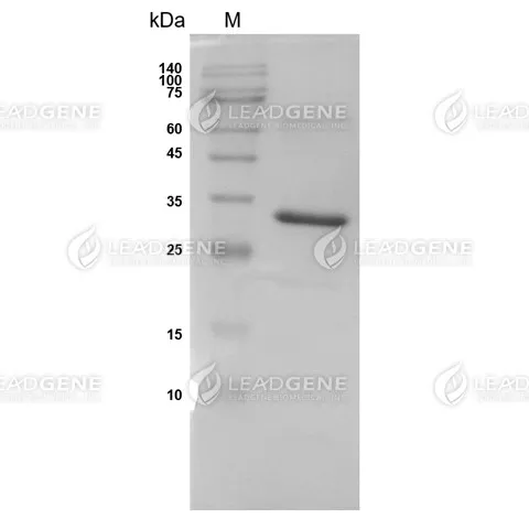 SDS-PAGE analysis of recombinant PNGase F