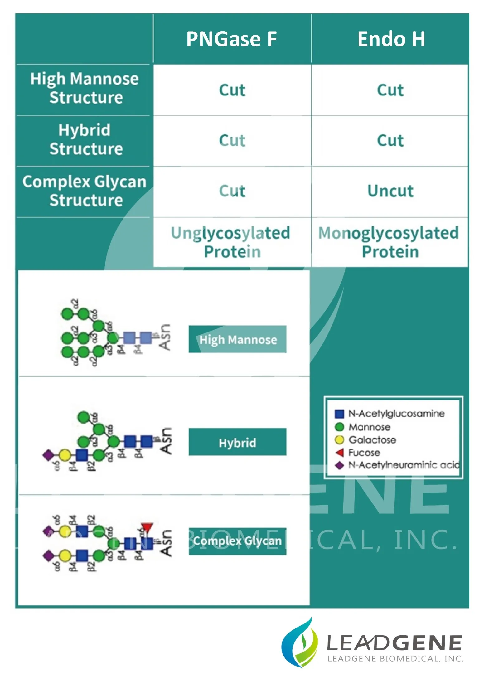 PNGase F cleaves high mannose, hybrid-type and complex structure glycans.