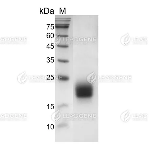 Feline CTLA-4, His Tag, HEK293