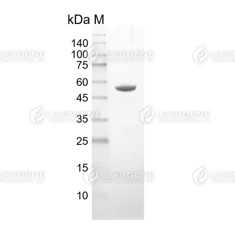 Human GFAP, His Tag, E. coli