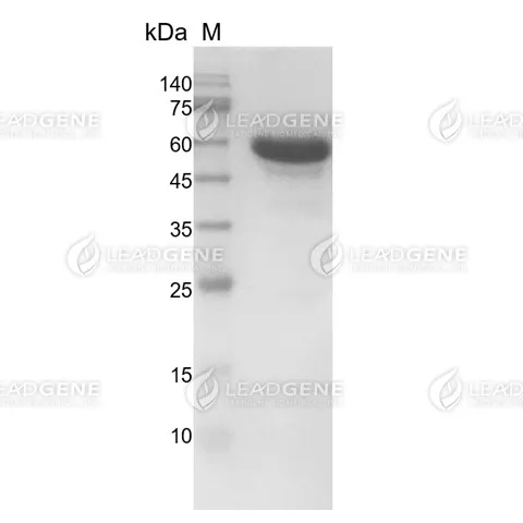 Human Serum Albumin