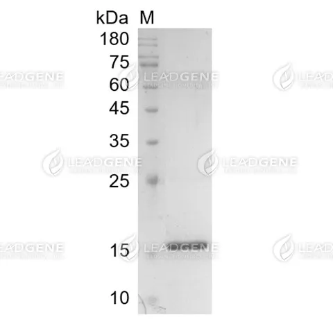 Human FGF-2, Tag free, E. coli