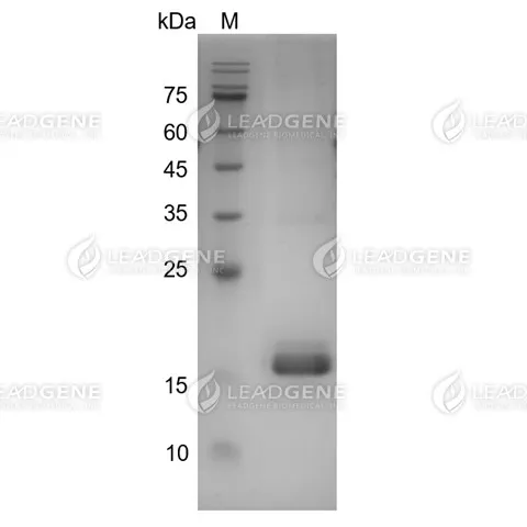 SDS-PAGE analysis of recombinant human TNF alpha protein.