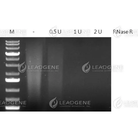 RNase R
