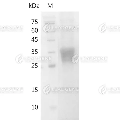SDS-PAGE analysis of recombinant Mouse CD8 Alpha.