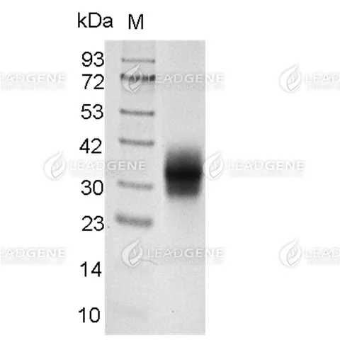SDS-PAGE analysis of recombinant Mouse TNFR-1.