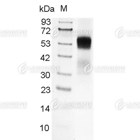 SDS-PAGE analysis of recombinant Mouse CD4.