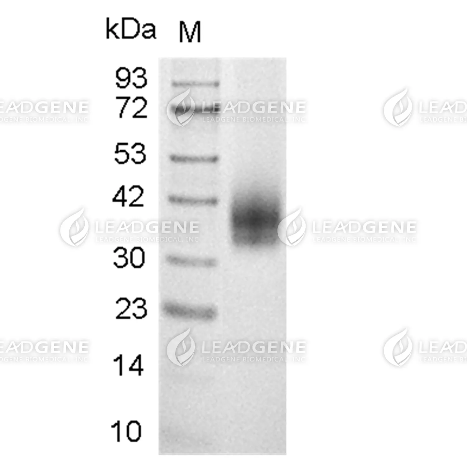 Mouse PD-L2, His Tag, CHO