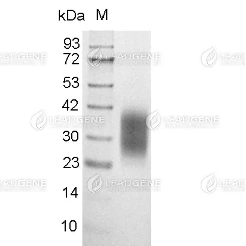 SDS-PAGE analysis of recombinant Mouse CD83.