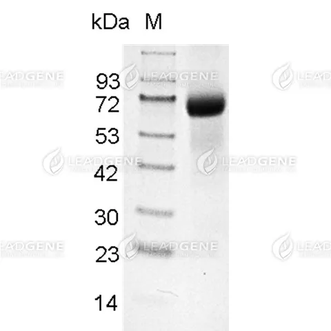 SDS-PAGE analysis of recombinant Mouse CD36.