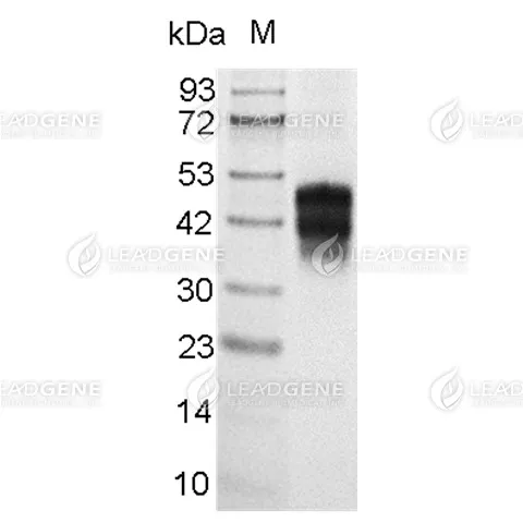 SDS-PAGE analysis of recombinant Mouse TNFR-2.