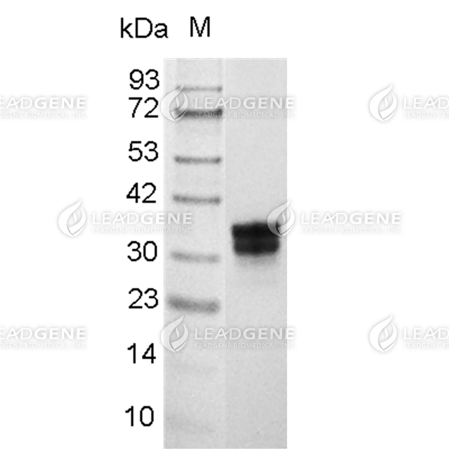 SDS-PAGE analysis of recombinant Mouse EpCAM.