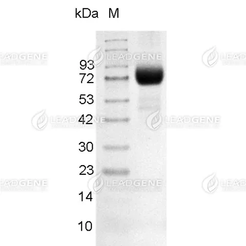 SDS-PAGE analysis of recombinant Mouse ICAM-1