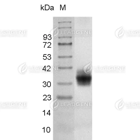 SDS-PAGE analysis of recombinant Mouse FOLR1.