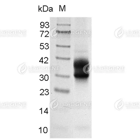 SDS-PAGE analysis of recombinant Human PD-1.