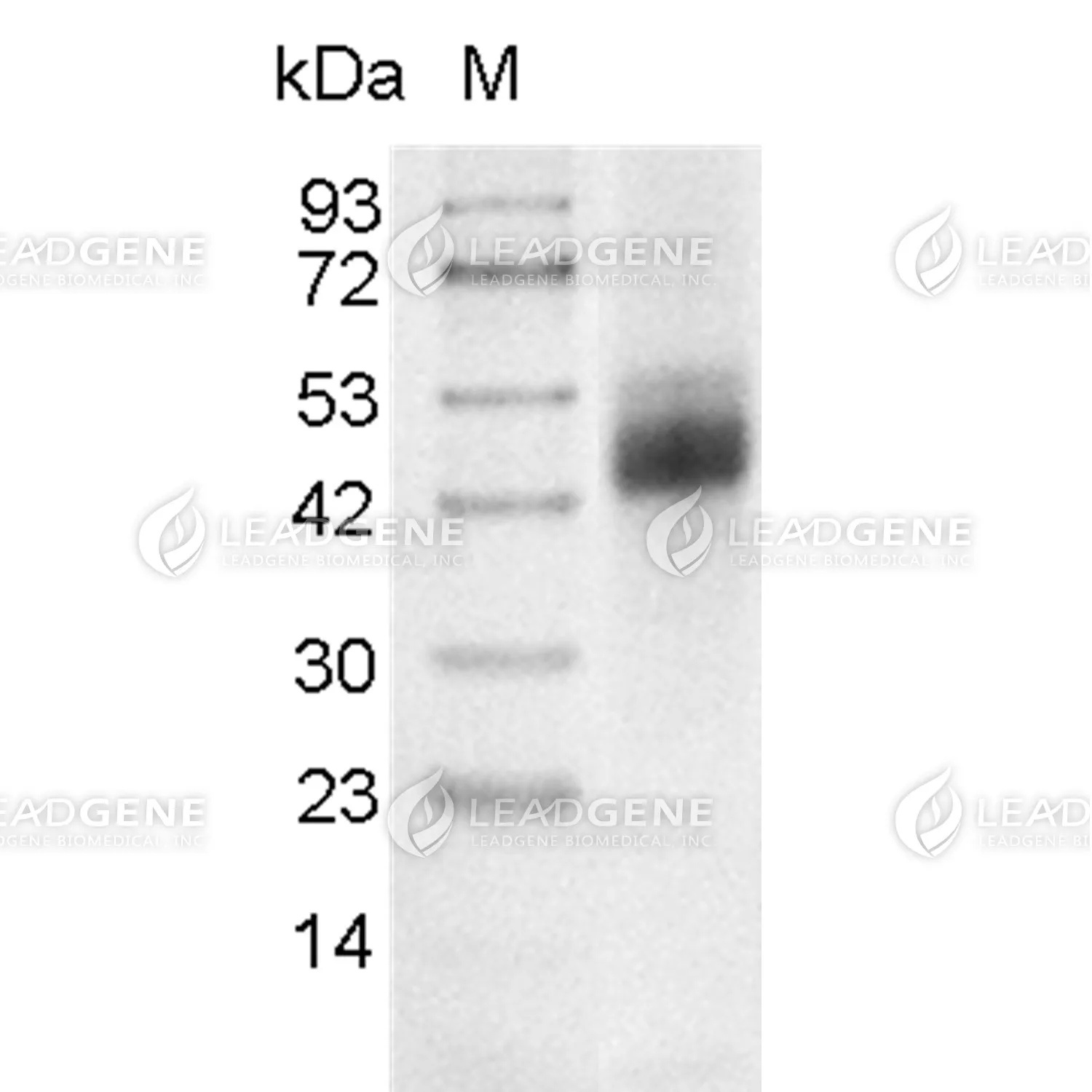 Human CD1d, His Tag, CHO