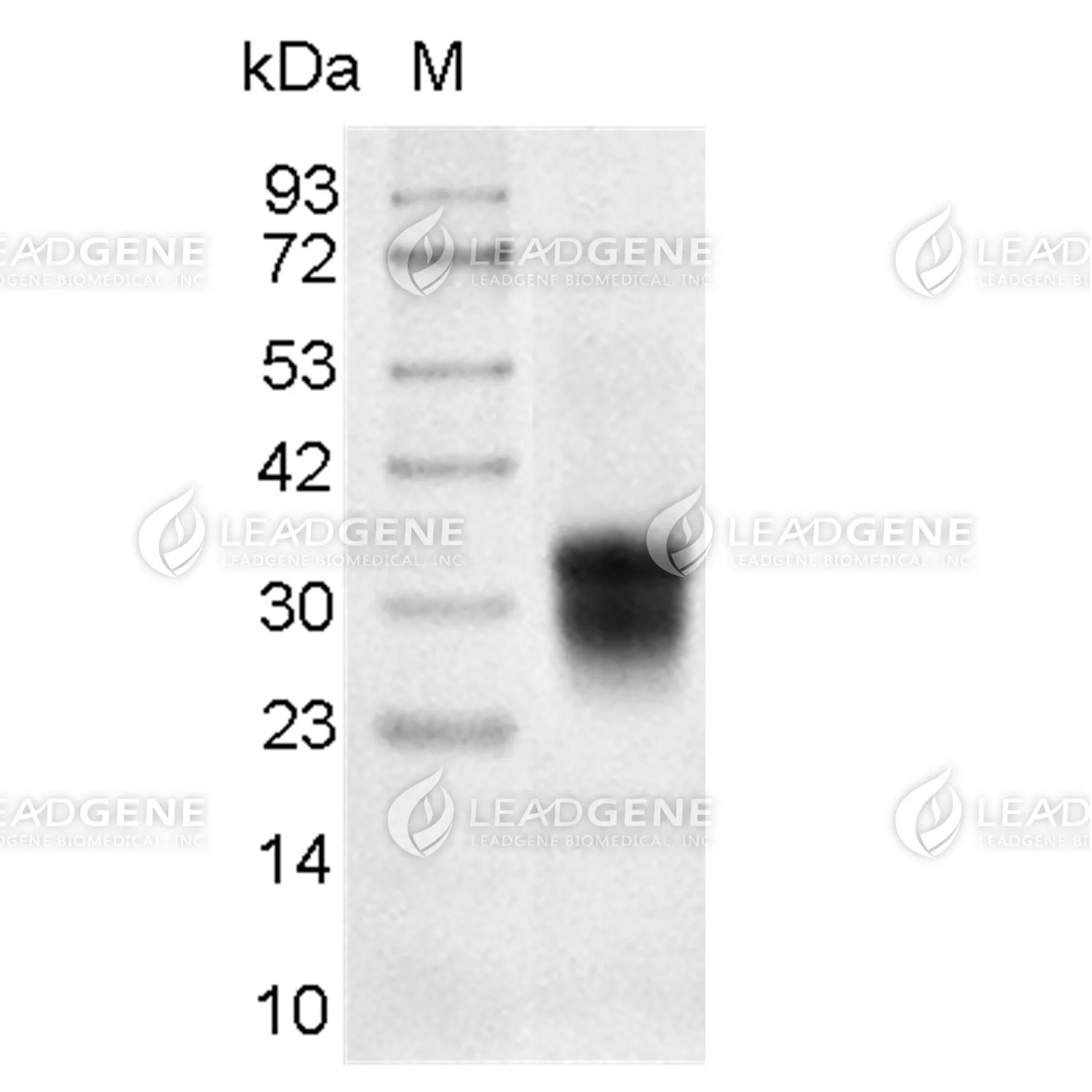Human CD7, His Tag, CHO