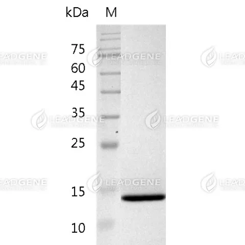Mouse CD11b, His Tag, E. coli