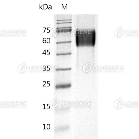 SDS-PAGE analysis of recombinant Human CD30.