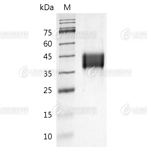 SDS-PAGE analysis of recombinant Mouse Trop-2.