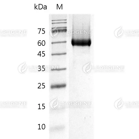 SDS-PAGE analysis of recombinant mouse glypican 1.