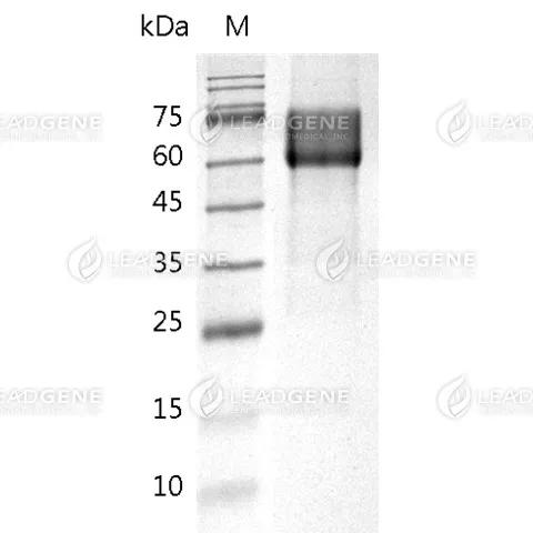 Varicella Zoster Virus gE, His Tag, HEK293
