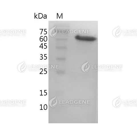 SDS-PAGE analysis of recombinant alpha-2,3-sialidase.