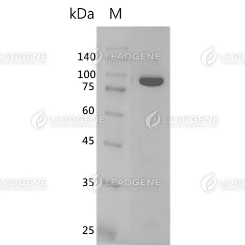 Alpha-1,3-Mannosidase