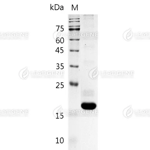 SDS-PAGE analysis of recombinant Human BLyS.