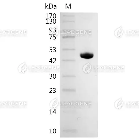 SDS-PAGE analysis of recombinant human CD4 protein.