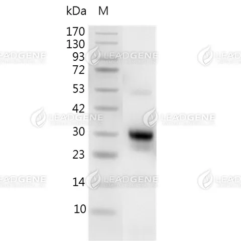 SDS-PAGE analysis of recombinant human Sclerostin.
