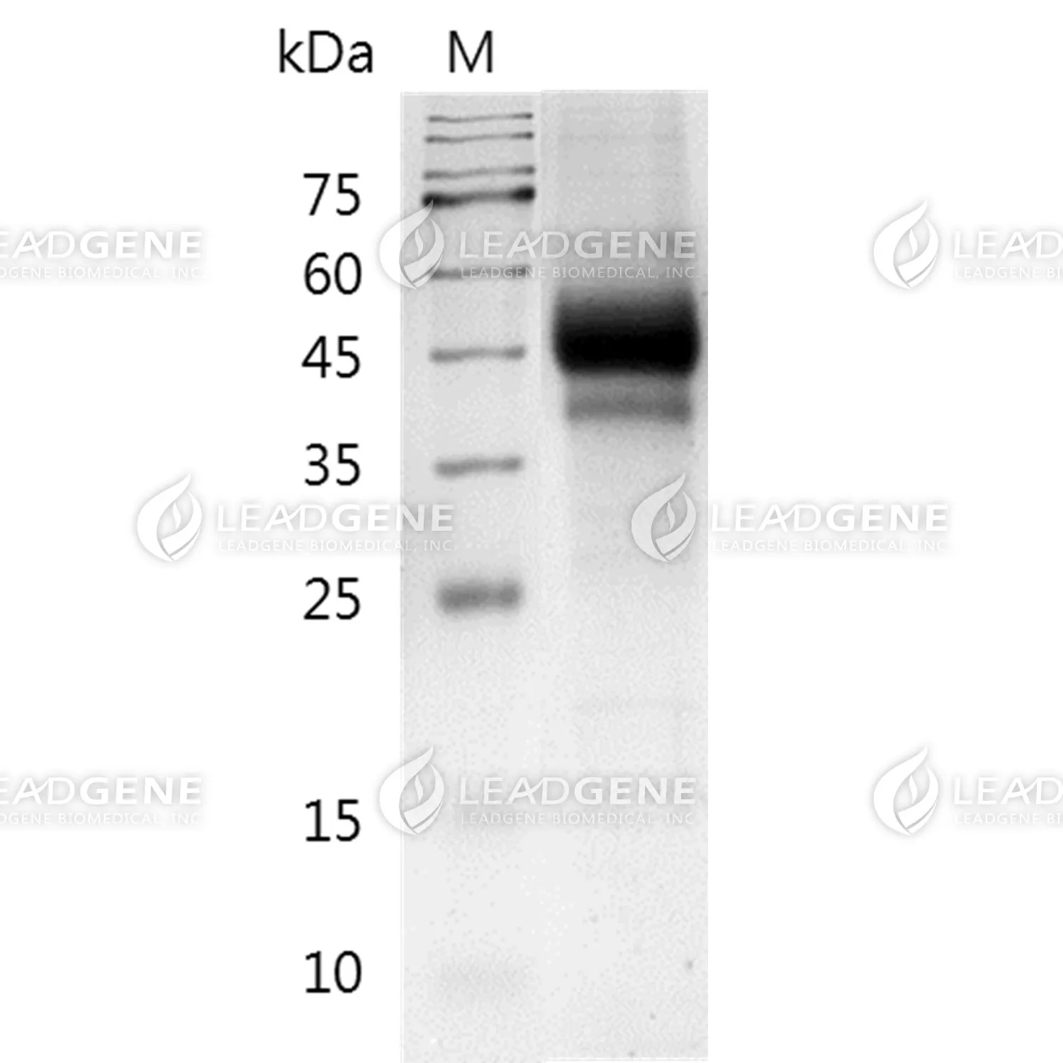 SDS-PAGE analysis of recombinant Human NGFR.