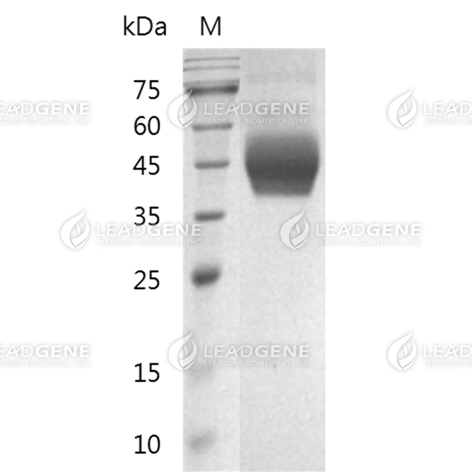 SDS-PAGE analysis of recombinant Human CD33.