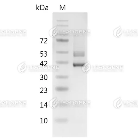SDS-PAGE analysis of recombinant mouse Glypican 3.