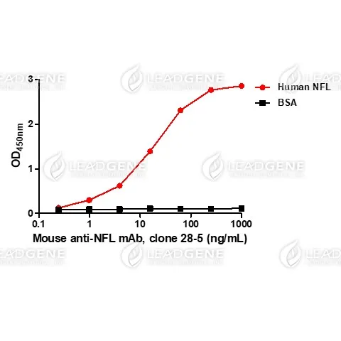 Anti-NFL Antibody [clone 28-5]