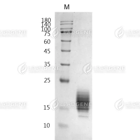 SDS-PAGE analysis of recombinant Human IL-5.