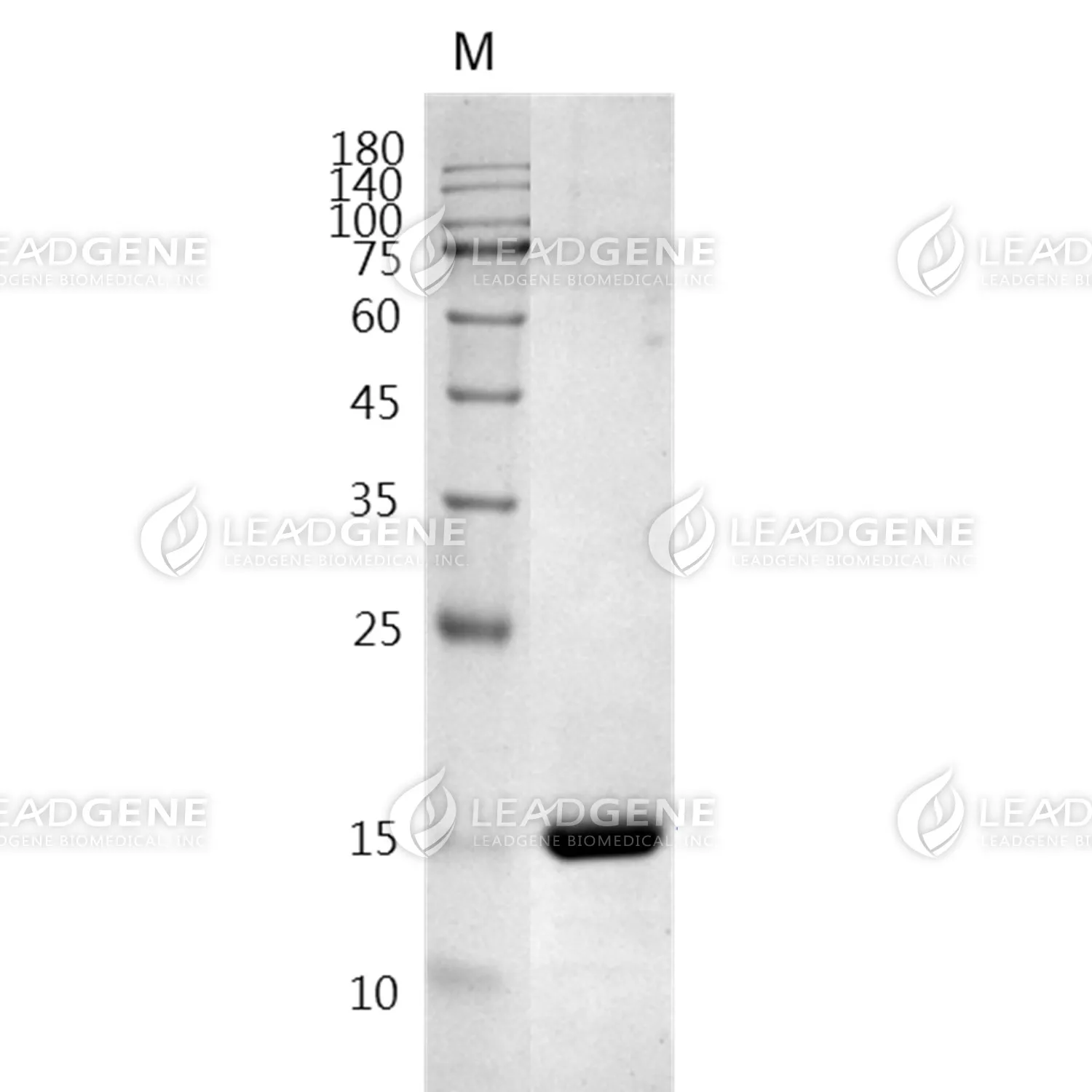SDS-PAGE analysis of recombinant Mouse TNF Alpha.