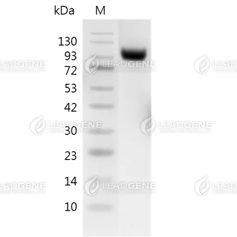 SDS-PAGE analysis of recombinant Mouse CD56.