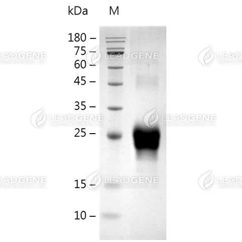 SDS-PAGE analysis of recombinant Mouse CD70.