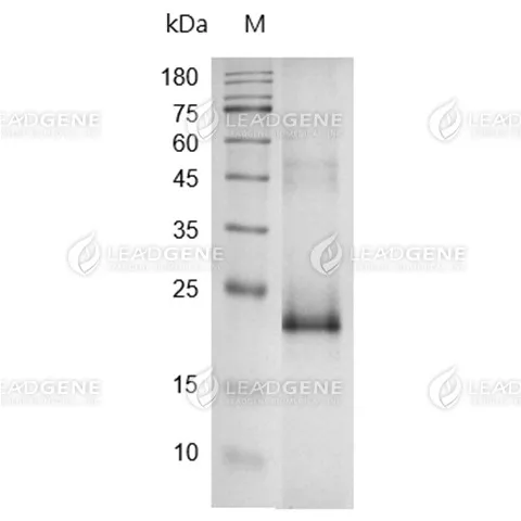 Human CD70, His Tag, CHO