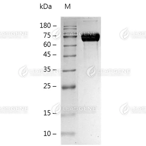 SDS-PAGE analysis of recombinant mouse IL-13ra2.