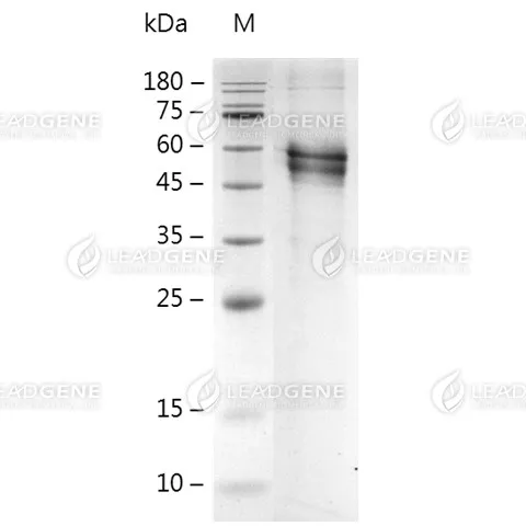 SDS-PAGE analysis of recombinant Human IL-13ra2.
