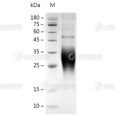 SDS-PAGE analysis of recombinant Human BTLA Protein.