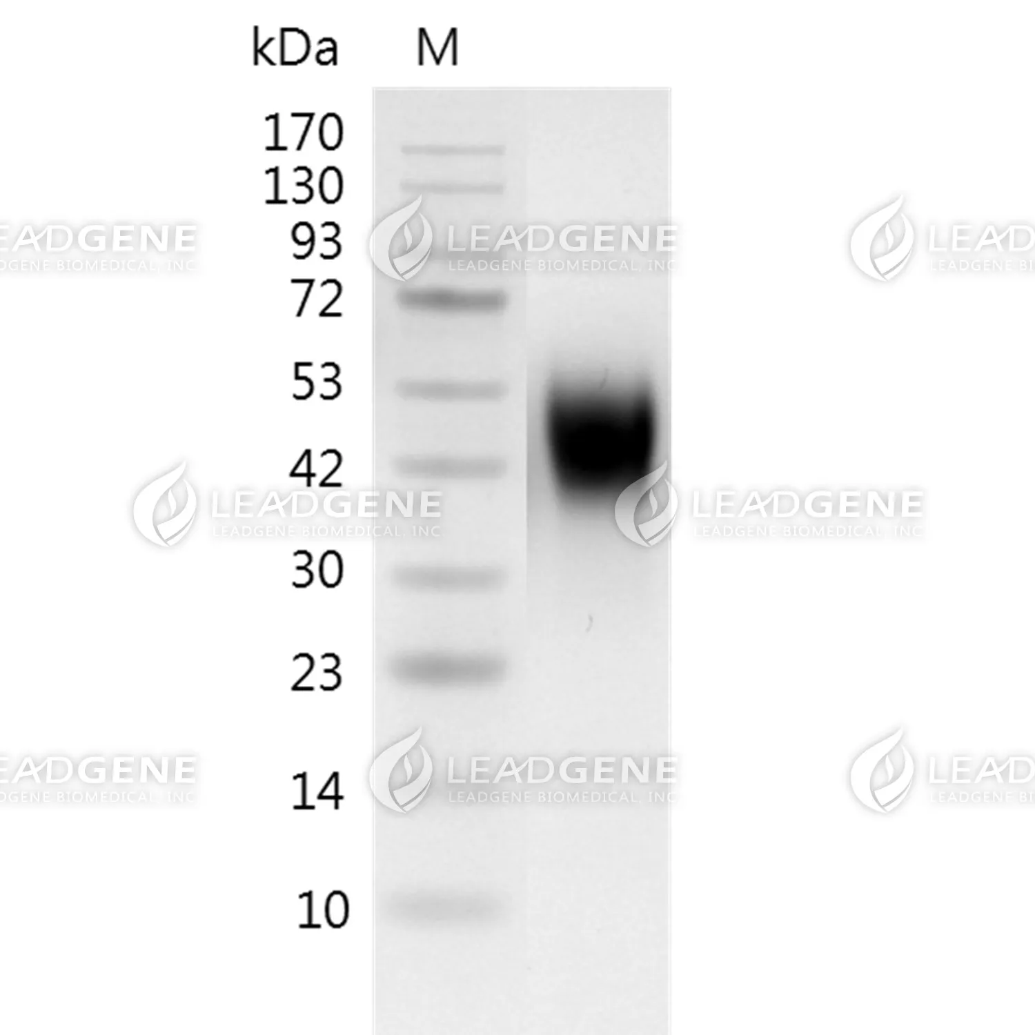Mouse CD30, His Tag, CHO